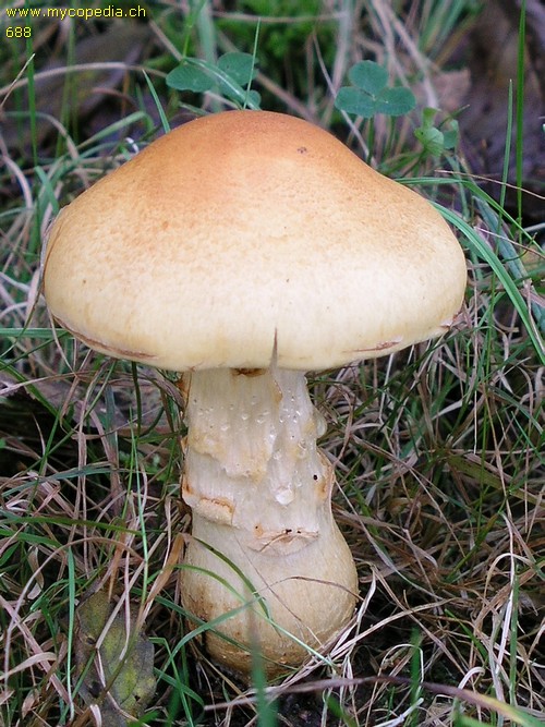 Cortinarius triumphans - 