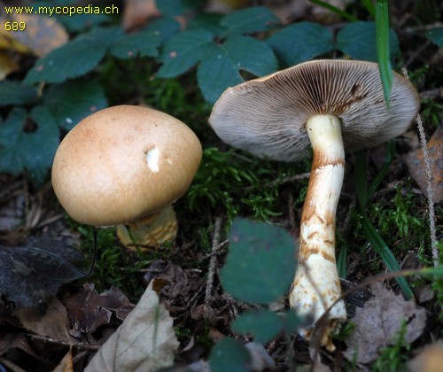 Cortinarius triumphans - 
