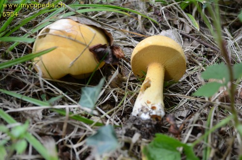 Phaeolepiota aurea - 