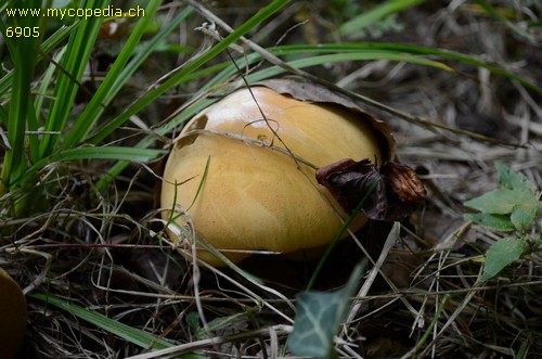 Phaeolepiota aurea - 