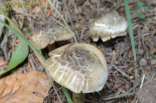 Inocybe corydalina - 