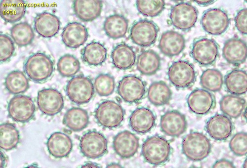 Lycoperdon echinatum - Sporen - Wasser  - 