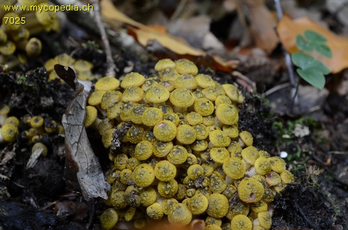 Armillaria mellea - 