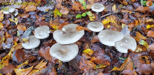 Clitocybe nebularis - 