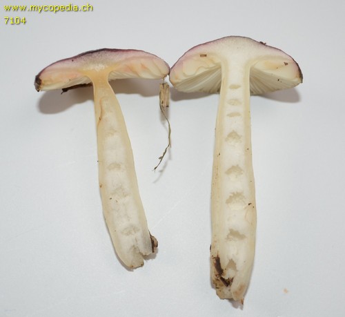 Russula cavipes - 