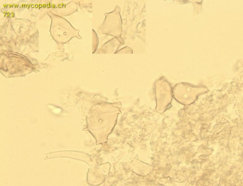 Phaeolepiota aurea - HDS Zellen - 