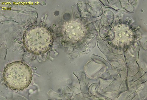 Choiromyces meandriformis - Spore/n - 