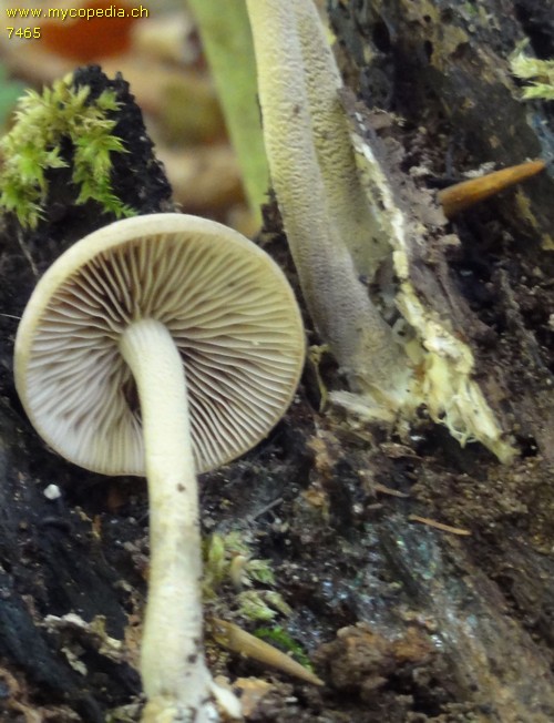 Candolleomyces candolleanus - 
