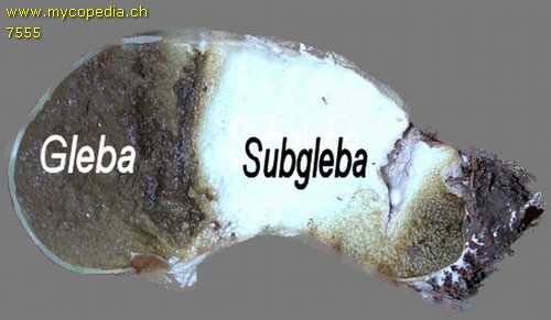 Subgleba - 