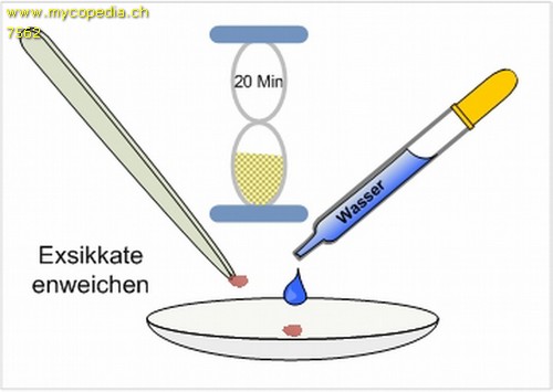 Quetschprparate - 