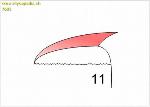 Lamellenansatz - 