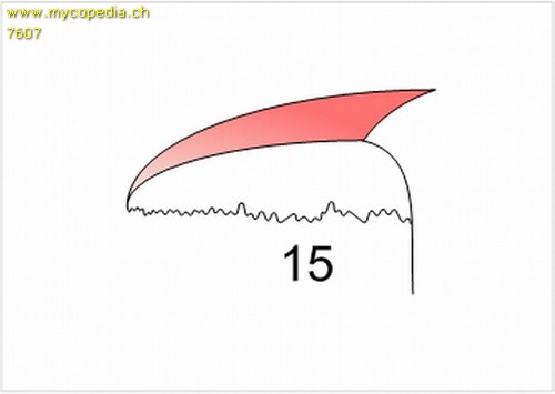 Lamellenansatz - 