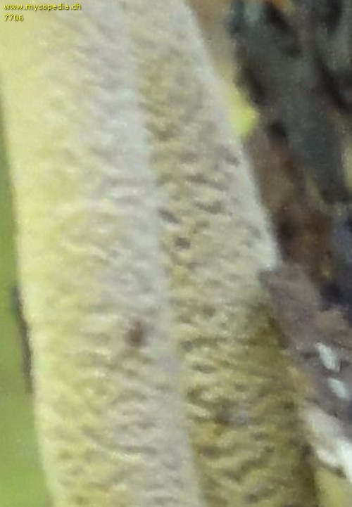 Psathyrella spadiceogrisea - 
