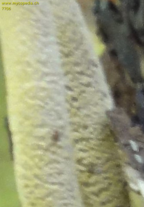 Candolleomyces candolleanus - 
