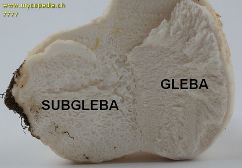 Subgleba - 