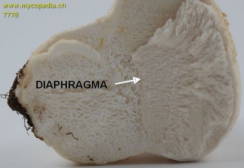 Diaphragma - 