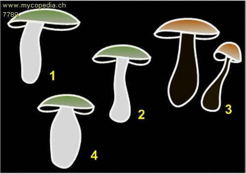 Stielformen - Grafik - 