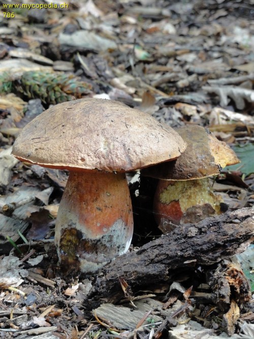 Neoboletus praestigiator - 