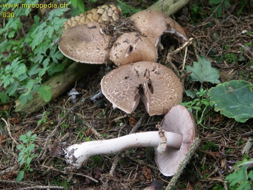 Agaricus silvaticus - 