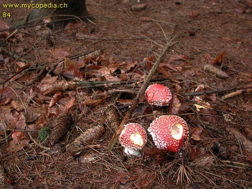 Amanita muscaria - 