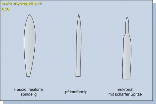 pfriemfrmige Zystiden - 