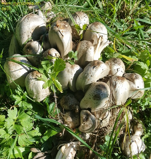 Coprinopsis atramentaria - 