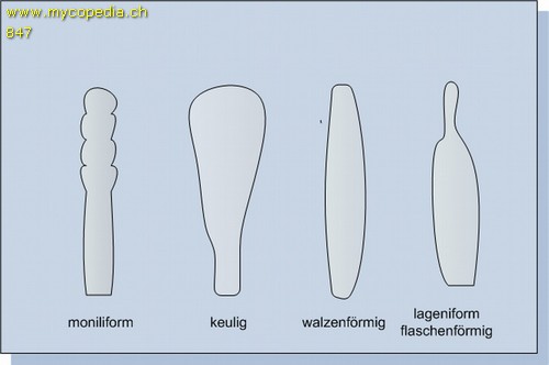 zylindrische Zystiden - 