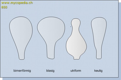 birnenfrmige Zystiden - 