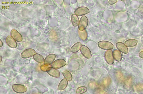 Pholiotina arrhenii - Sporen - 