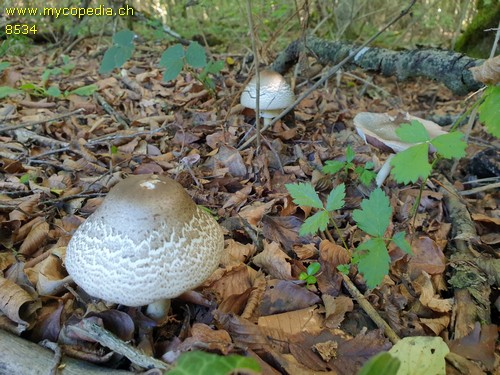 Agaricus moelleri - 