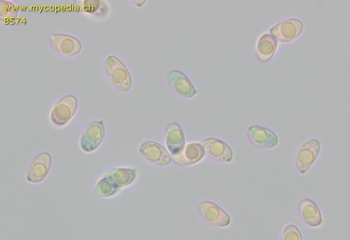 Clitocybe nebularis - Spore/n - 