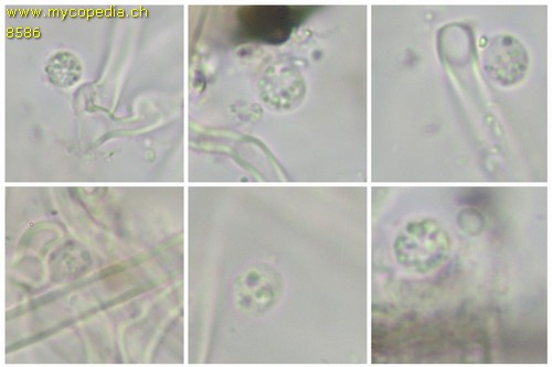 Heterobasidion annosum - Spore/n - 