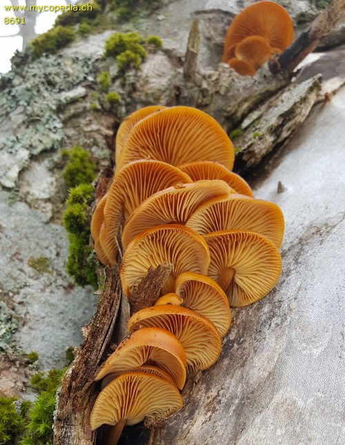 Flammulina velutipes - 