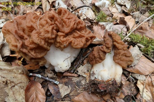 Gyromitra gigas - 