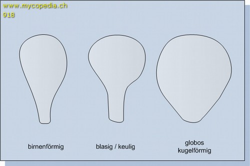 Zystidenformen - Zystiden - 