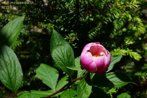 Paeonia lactiflora - 
