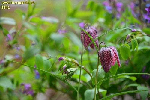 Fritillaria meleagris - 