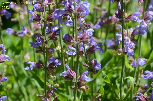 Salvia officinalis - 