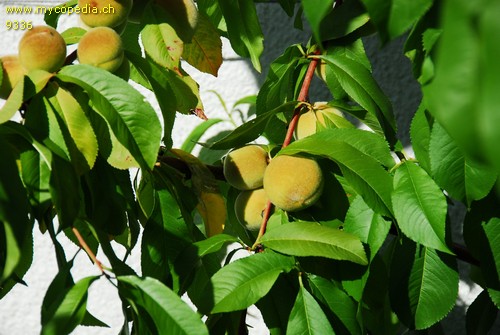 Prunus - 