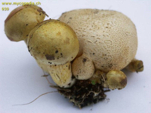 Pseudoboletus parasiticus - 