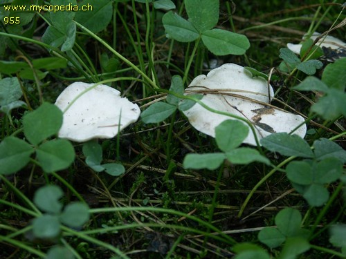 Clitocybe dealbata - 