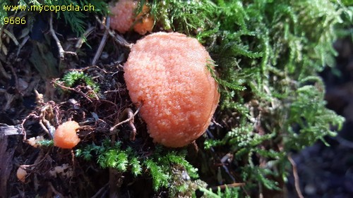 Tubifera ferruginosa - 