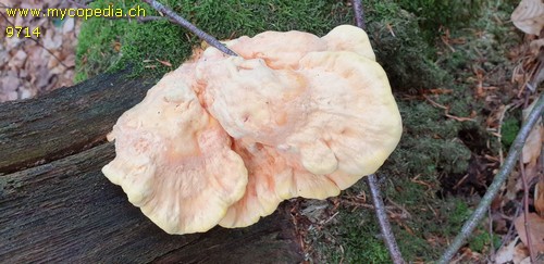 Laetiporus sulphureus - 