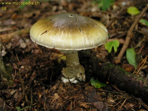 Amanita phalloides - 