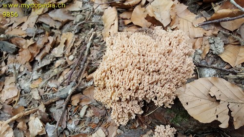 Ramaria pallida - 