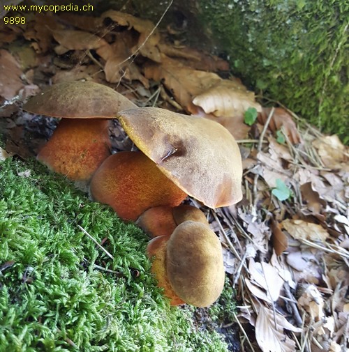 Neoboletus praestigiator - 